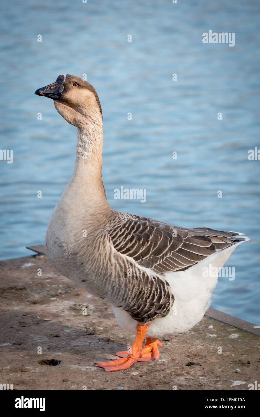 Oca africana marrone o cinese con dewlap di mezzaluna e pomello nero di base accanto al lago Foto Stock