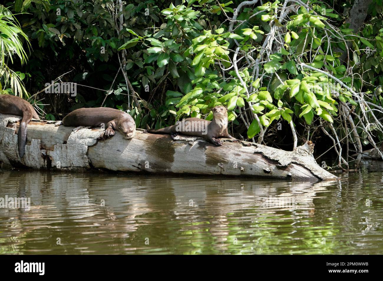 Famiglia di lontre di mare che dorme al tronco dell'albero sul lago di Sandoval con lo sfondo della foresta. Specie minacciate lontre di mare. Messa a fuoco selettiva. Foto Stock