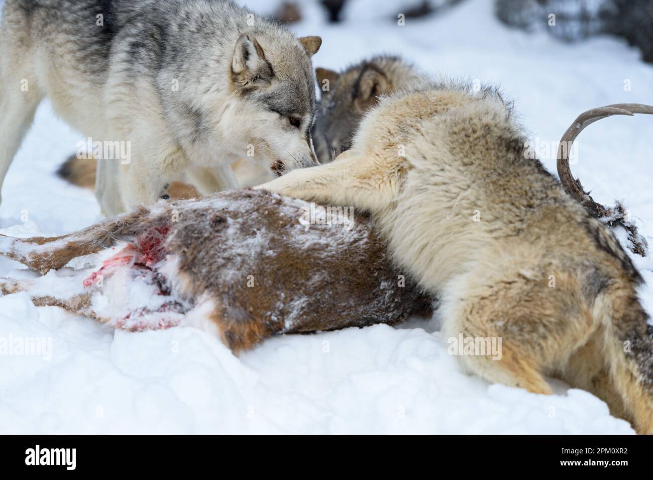 Wolf (Canis lupus) salta in cima al cervo per difenderlo da Pack Winter - animali prigionieri Foto Stock