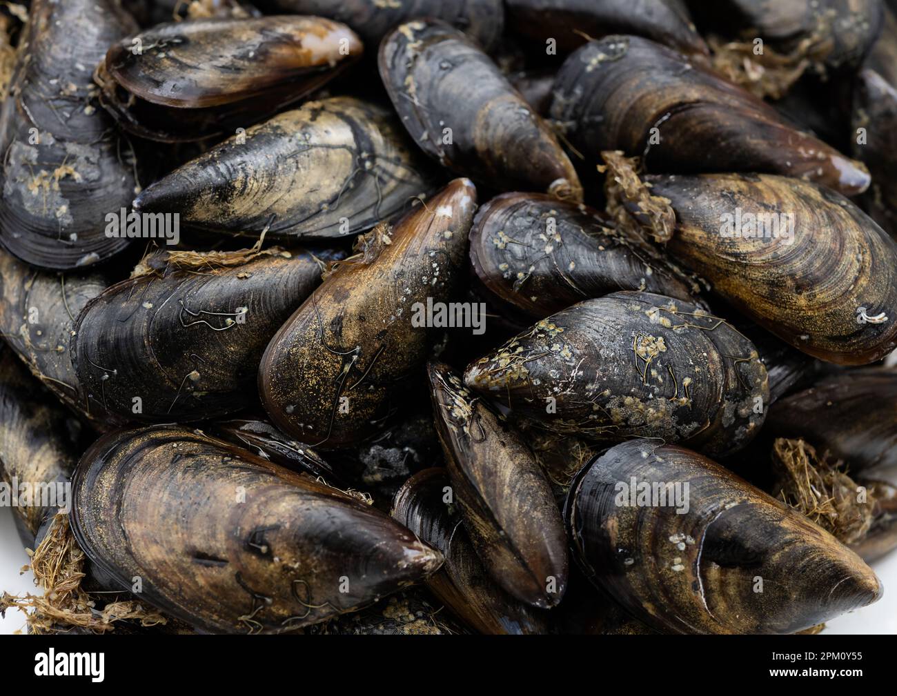 Primo piano di mucchio fresco crudo mitili adriatici. Fonte pulita e nutriente di proteine, acidi grassi omega 3, zinco e folato Foto Stock