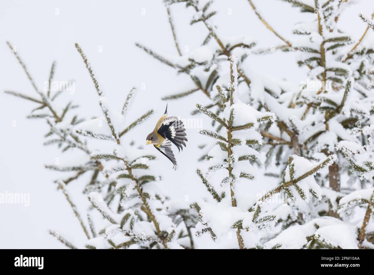 Un grossbeak serale si abbattere dal suo persico innevato. Foto Stock