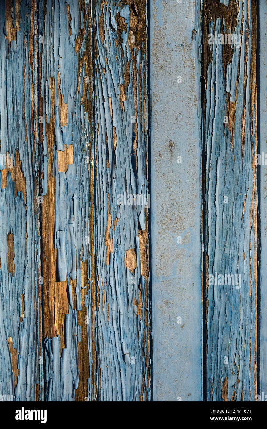 Dettaglio della vernice blu sbucciata su porta verticale del garage in legno trascurato a Netherbury, Bridport, Dorset, Regno Unito Foto Stock