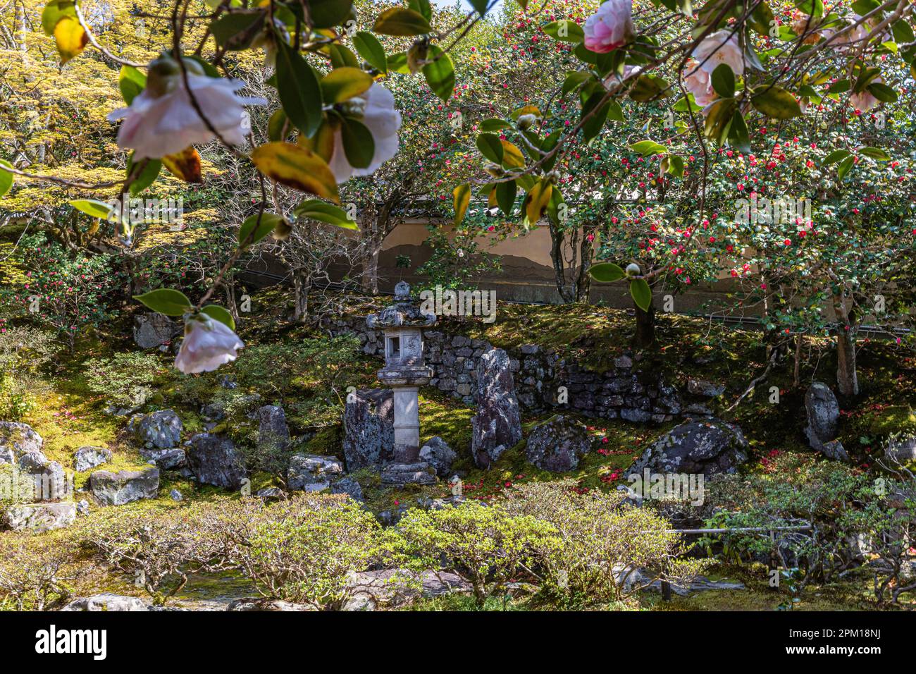 Reikanji - ci sono più di 30 tipi di camelie sul terreno di Reikan-ji, designato come monumento naturale della città di Kyoto - conosciuto anche come il " Foto Stock