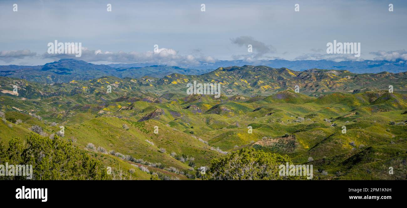 Foto panoramica del super fiore della California del 2023 Foto Stock