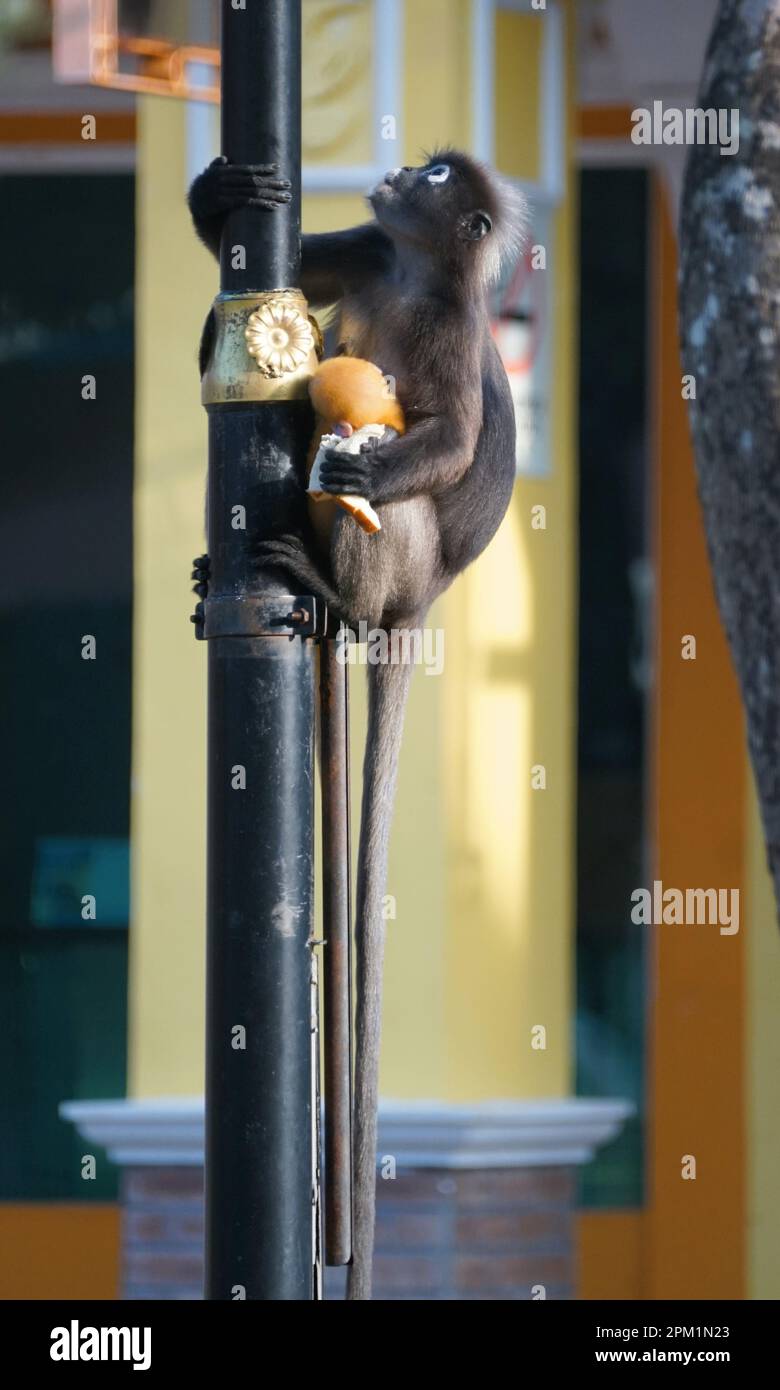 Una femmina scimmia a foglia crepusciosa con un bambino dai capelli rossi che sale in cima ad un palo Foto Stock