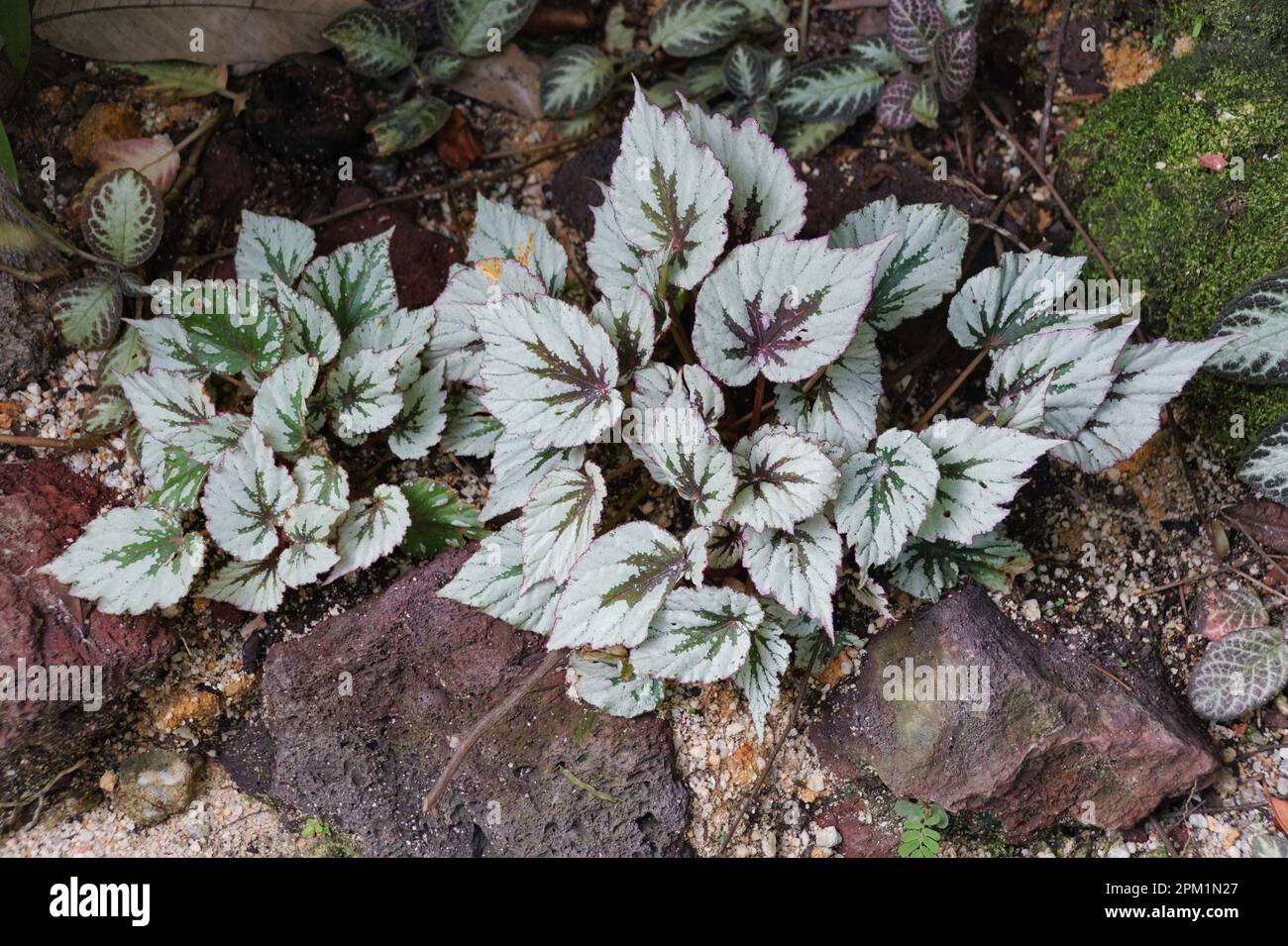 Il bel verde e argento foglie modello di Rex Begonia Foto Stock