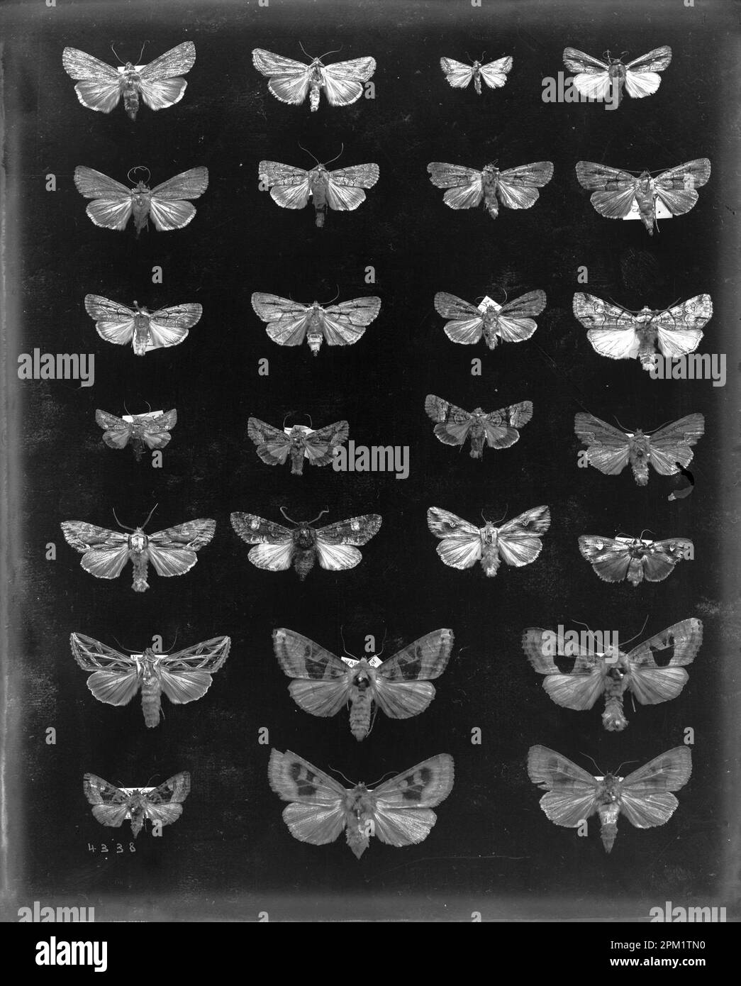 Esemplari di falene, collezione di falene, circa 1880 Foto Stock