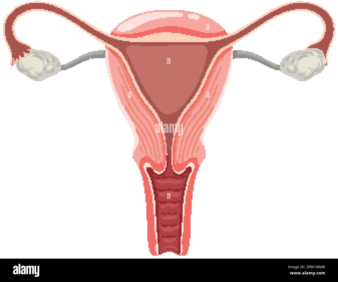 Illustrazione dell'utero e delle ovaie Illustrazione Vettoriale