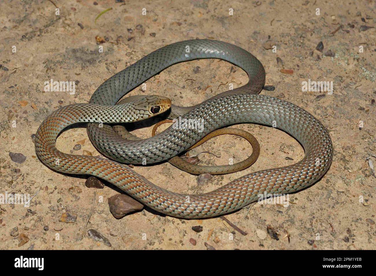 Serpente nero australiano della frusta minore Foto Stock