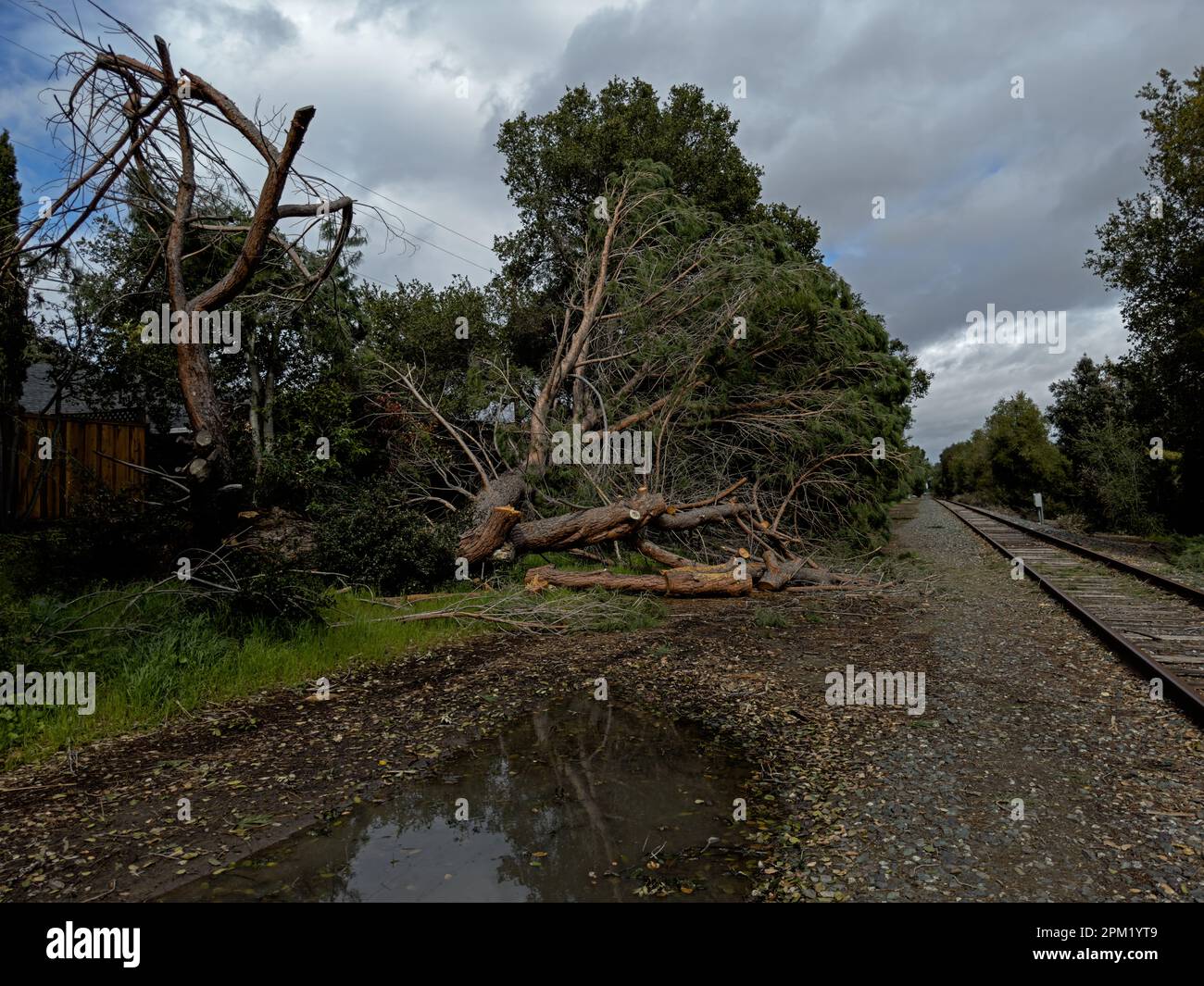 Tempesta della California - albero giù Foto Stock