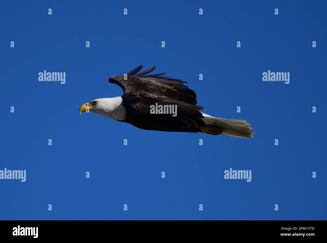 Milpitas residente Bald Eagle in volo Foto Stock