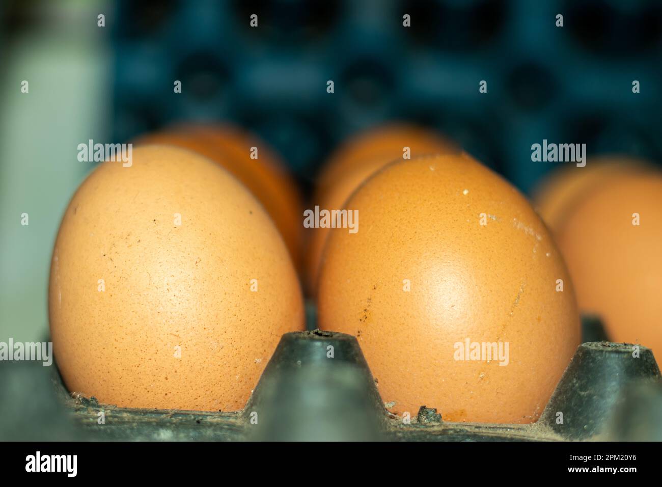 Le uova sono imballate piene di proteina di alta qualità. Le uova sono una fonte naturale di molte sostanze nutrienti, tra cui proteine di alta qualità, vitamine e minerali Foto Stock