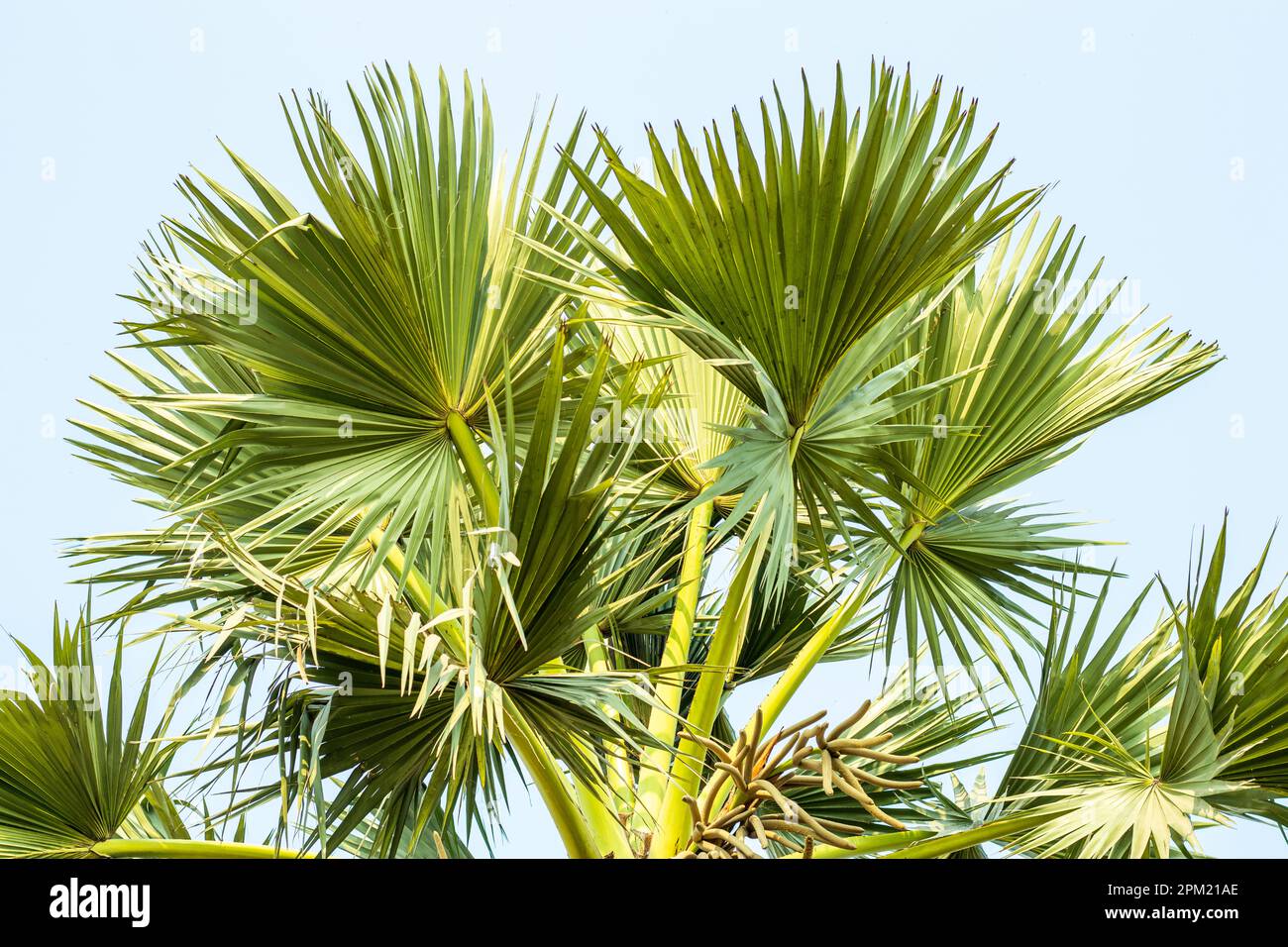 Palmyra Palm Tree è originario dell'Africa tropicale e dell'Asia. Borassus flabellifer, comunemente noto come palma doub, palma palmyra, tala o palma tal, palma toddy Foto Stock