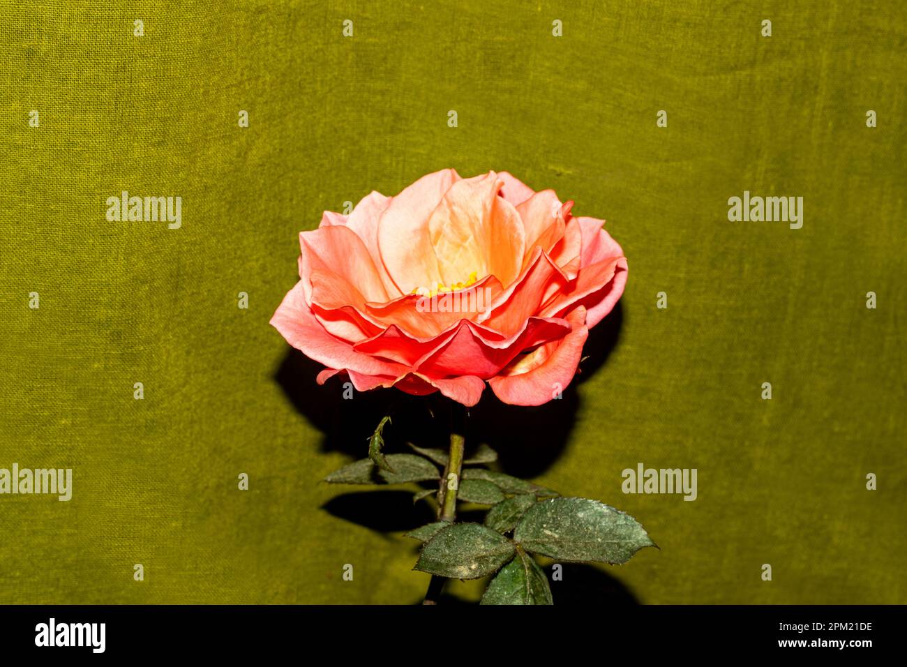 Le rose rosa hanno un sacco di significato e simbolismo. Queste rose simboleggiano la generosità, la gentilezza e la bellezza. Regalare rose rosa è anche un modo per inviare un bea Foto Stock Le rose rosa hanno un sacco di significato e simbolismo. Queste rose simboleggiano la generosità, la gentilezza e la bellezza. Regalare rose rosa è anche un modo per inviare un bea Foto Stock