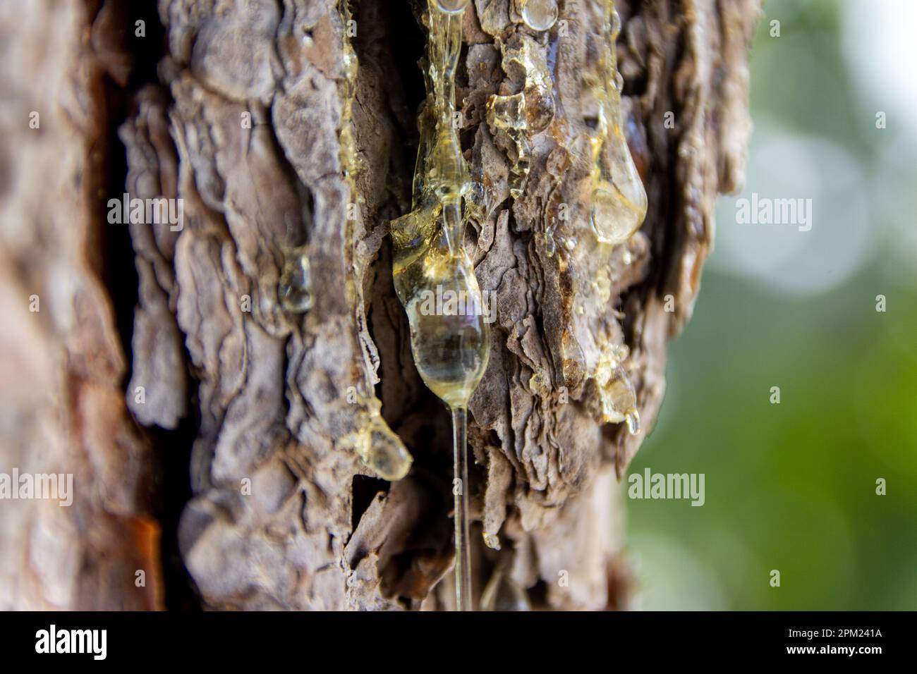 Macro di gocce di sap che fuoriescono da un tronco d'albero, l'essenza della natura catturata nei dettagli. Foto Stock