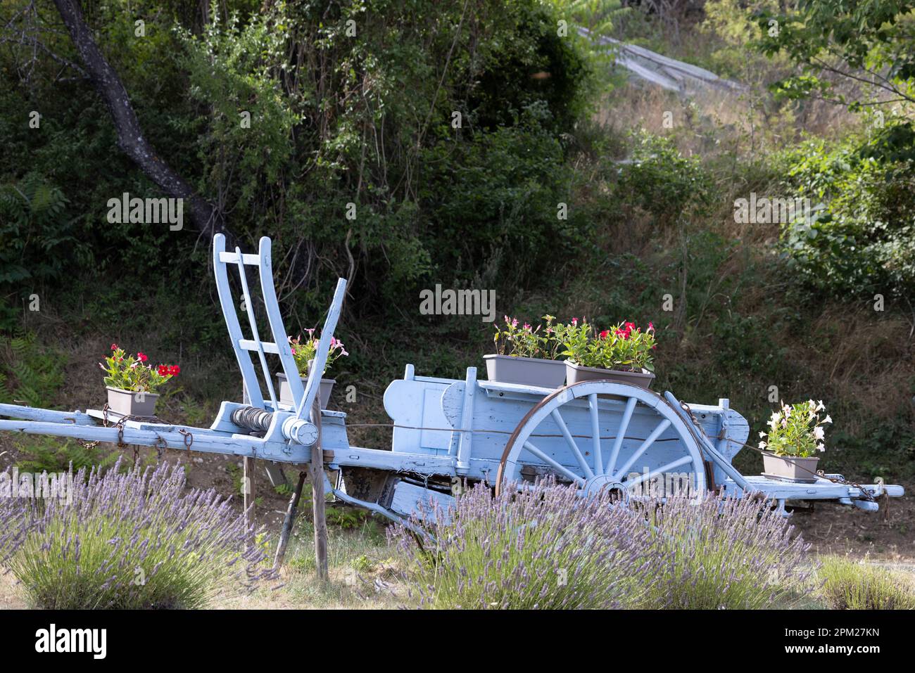 Carrello in legno blu con lavanda in Provenza, Francia Foto Stock