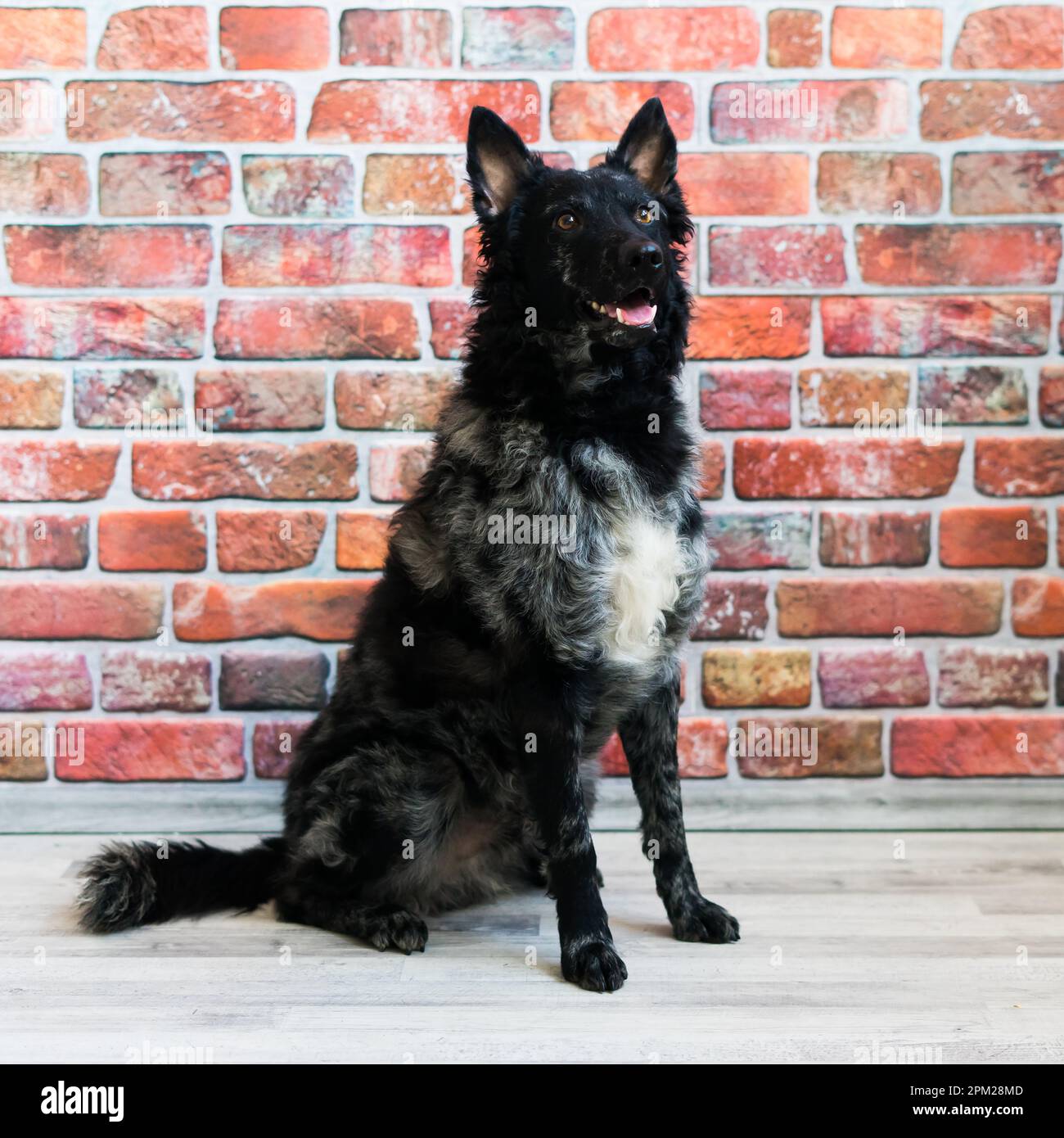 Ritratto di cane riccio nero in studio, in posa, sorridente Foto Stock