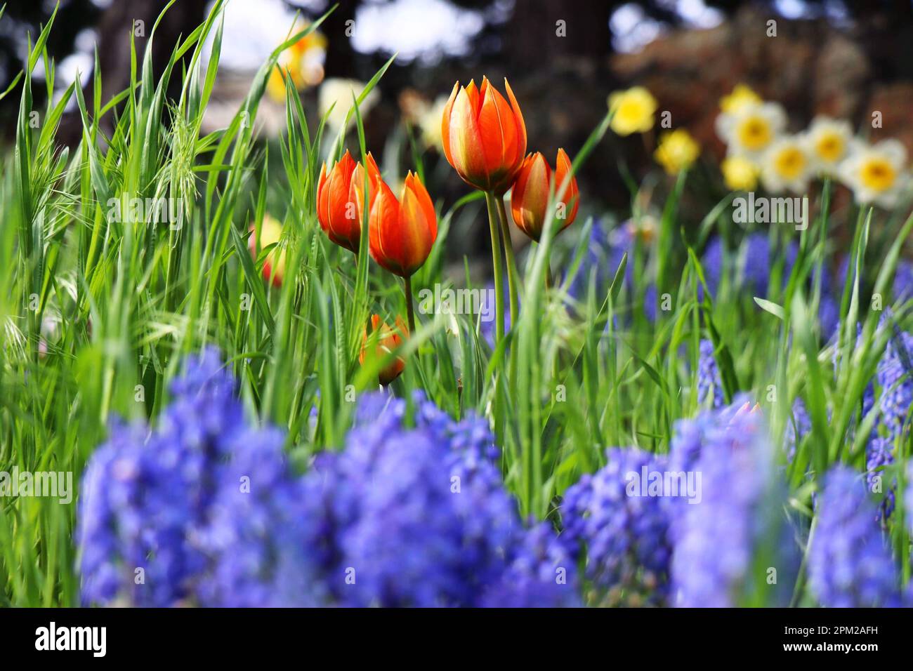 I vivaci tulipani rossi in un giardino verde tra una varietà di fiori Foto Stock