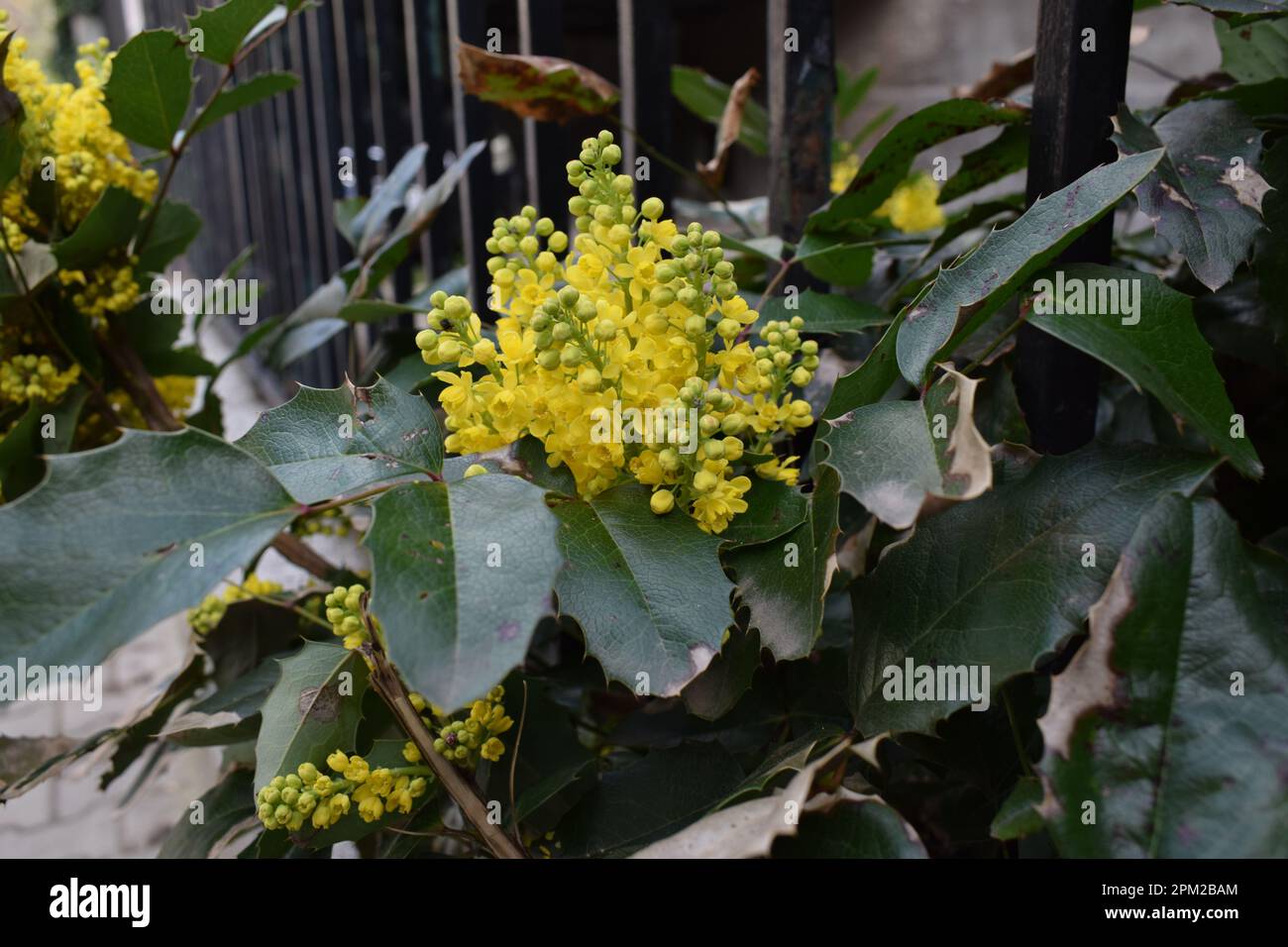 Bloom Foto Stock