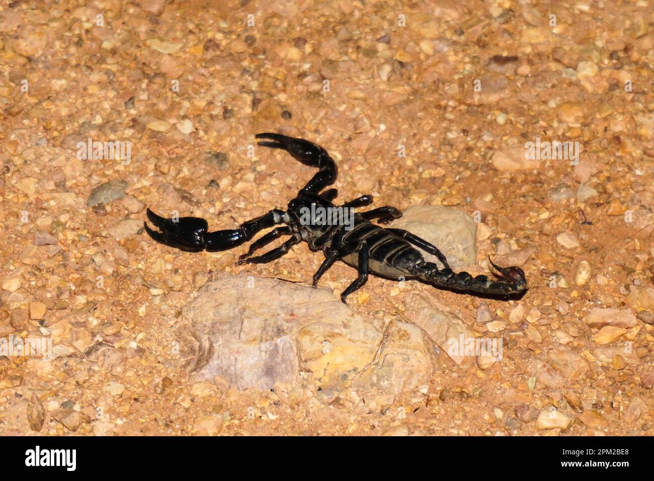Foresta Nera Scorpione o eterometrus laoticus - una specie aracnide intimidatoria catturata sulla macchina fotografica Foto Stock