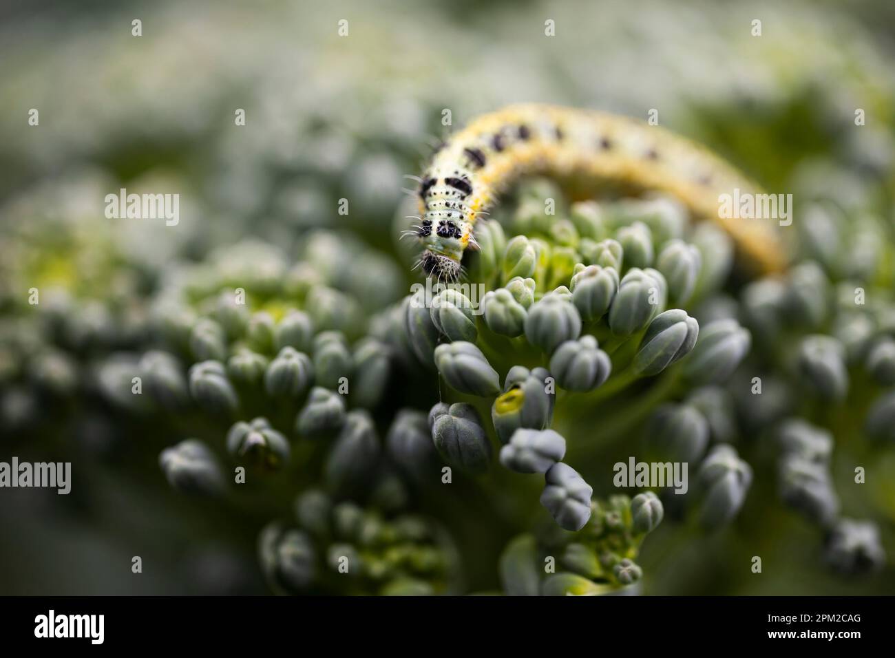 Bruco sui broccoli. Scatto macro. Foto Stock