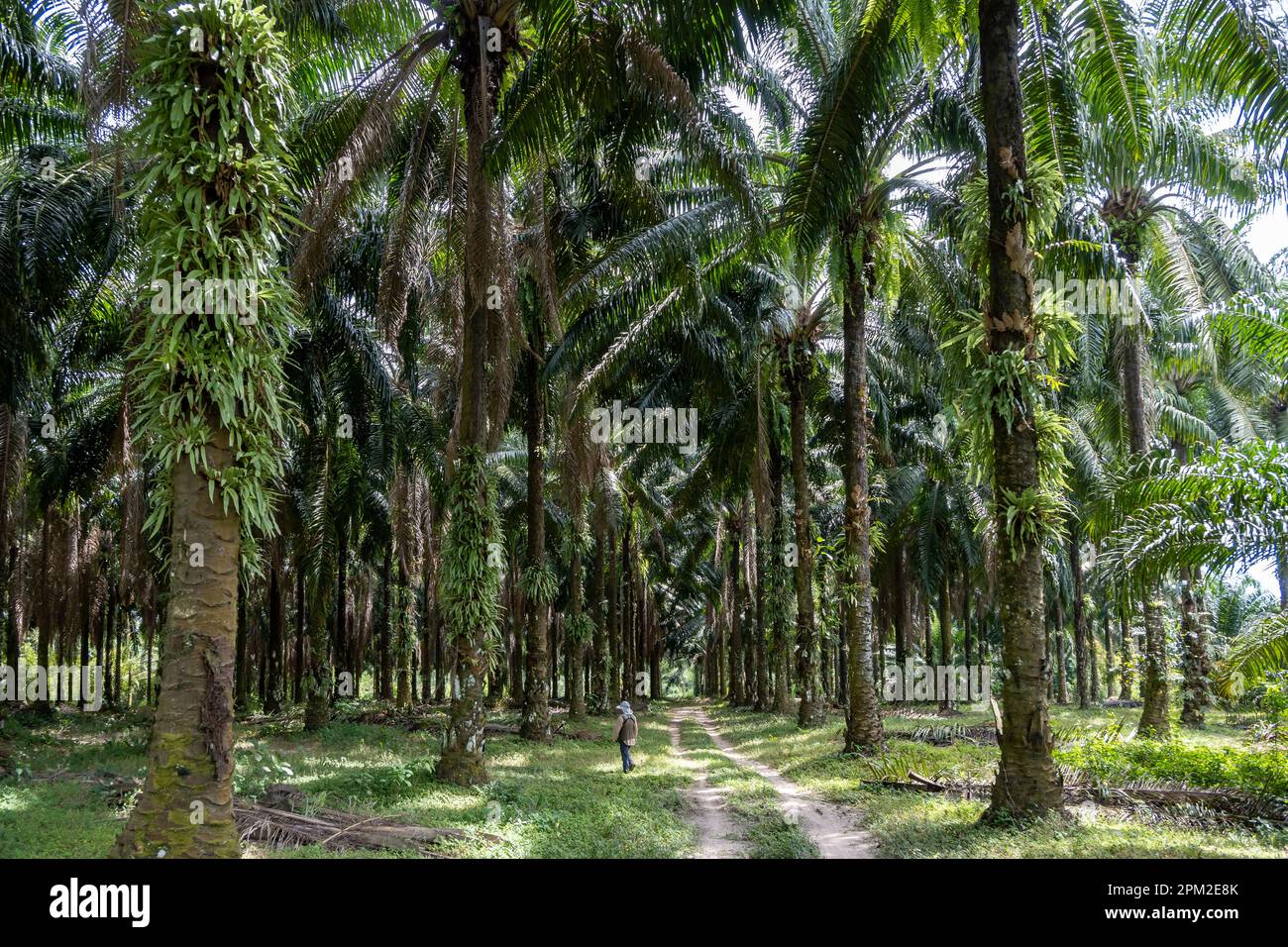 File di palme da olio in una piantagione. Krabi, Tailandia. Foto Stock
