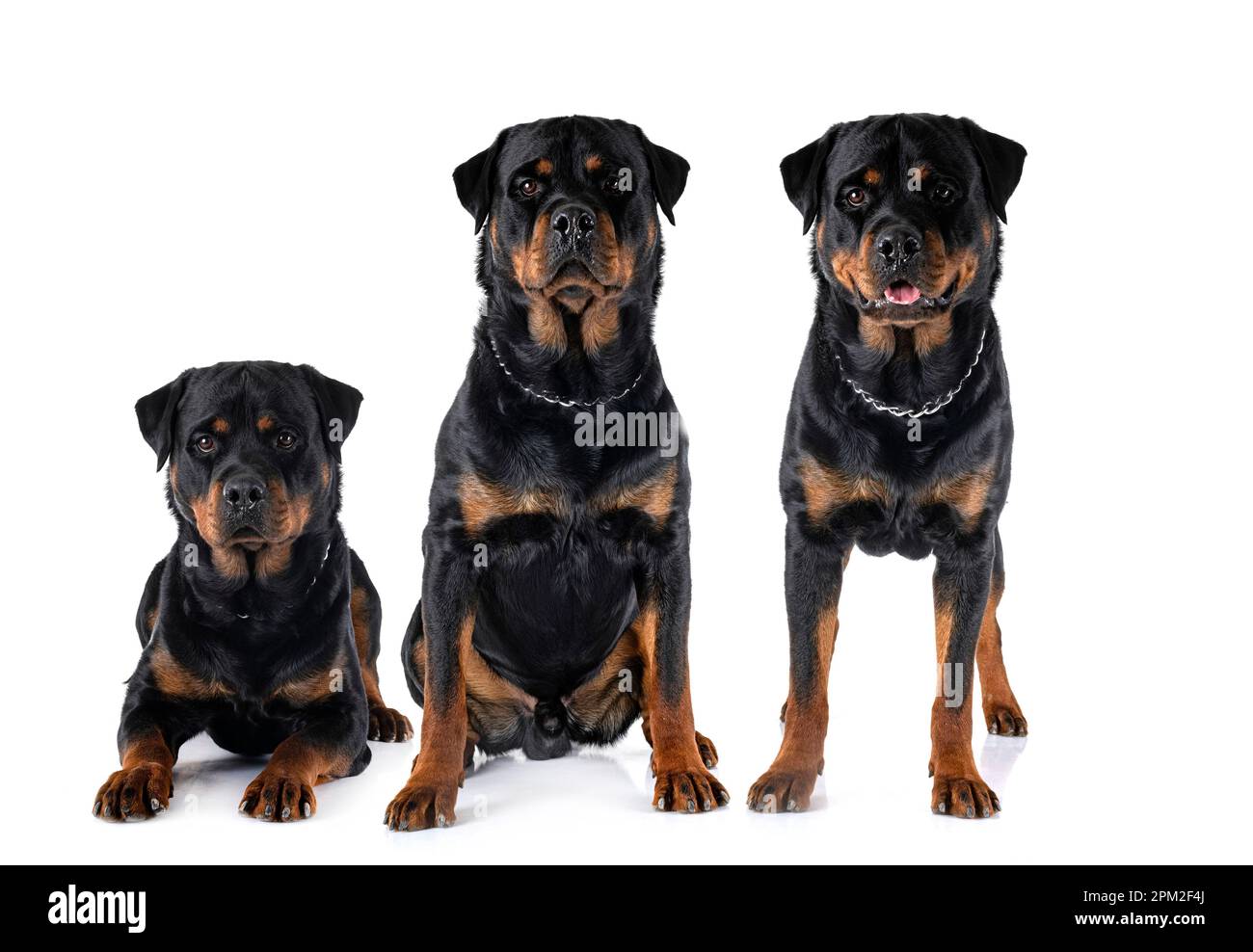 Di razza Rottweiler davanti a uno sfondo bianco Foto Stock