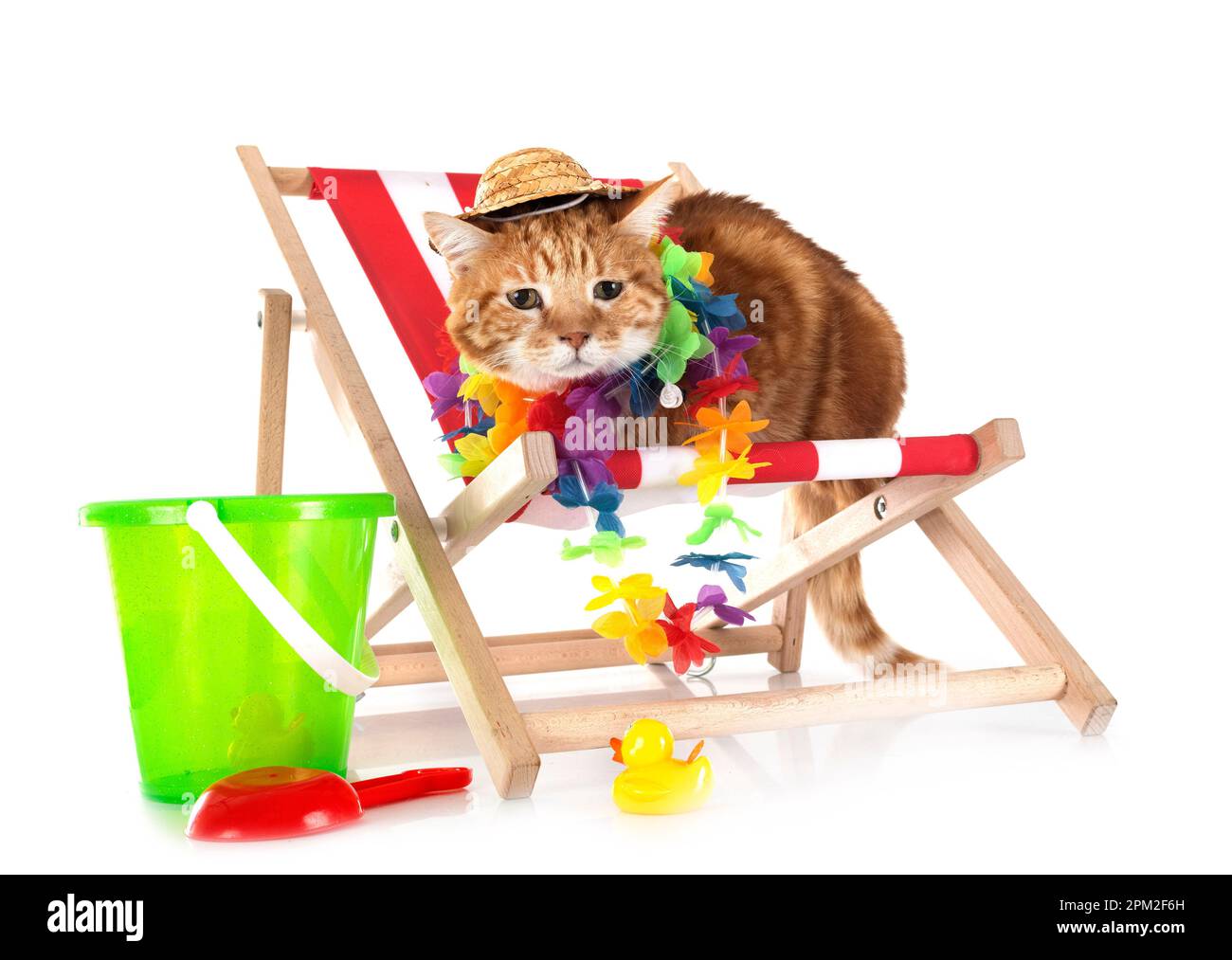 Lo zenzero cat davanti a uno sfondo bianco Foto Stock