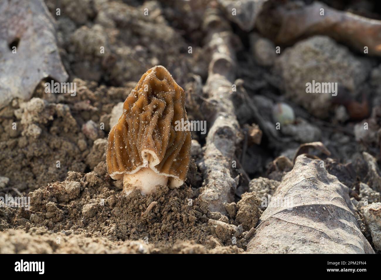 Funghi commestibili Verpa bohemica al suolo. Conosciuto come spugnosa, spugnosa grinzita o spugnosa grinzita con cappuccio. Funghi castani selvatici. Foto Stock