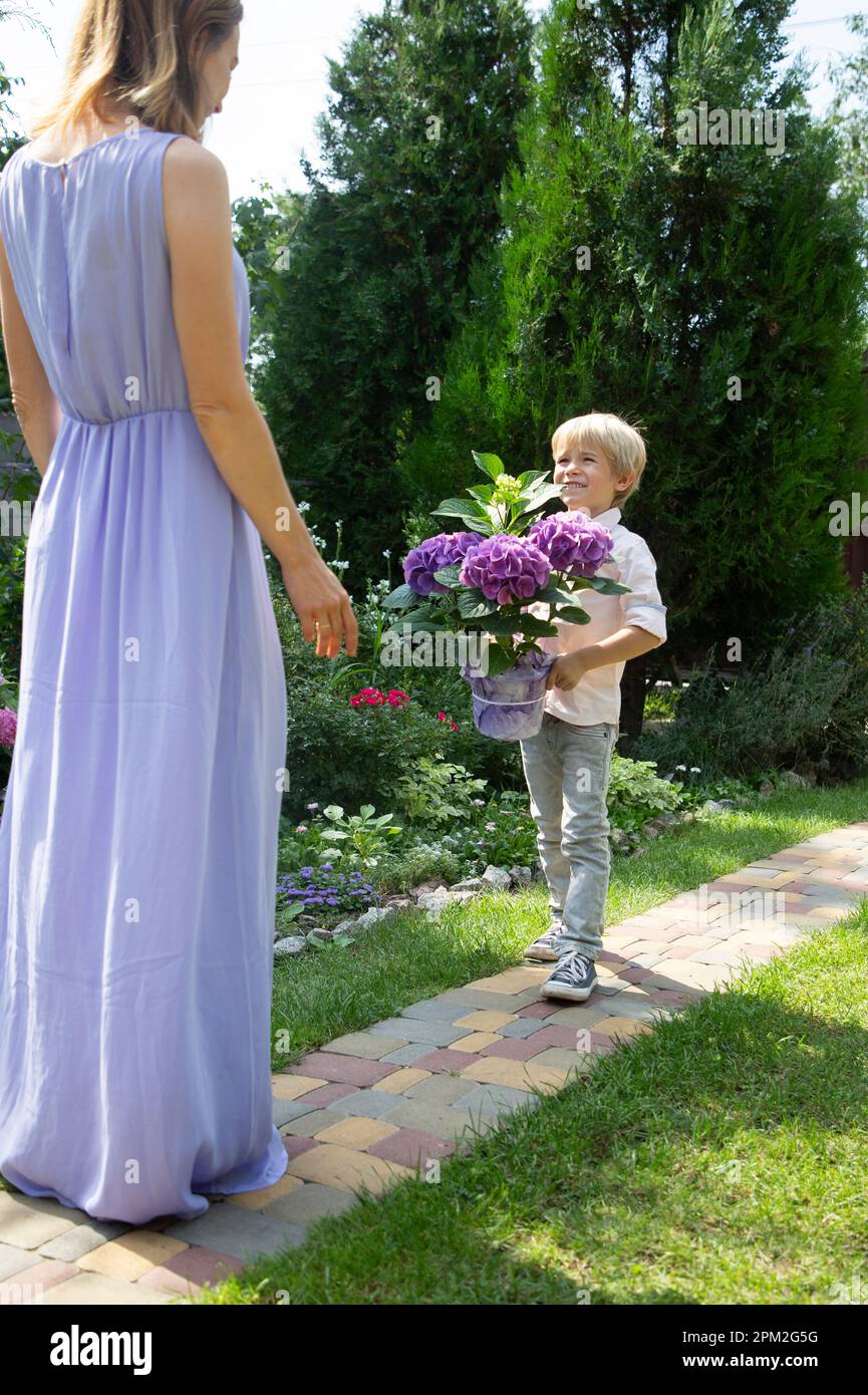 Congratulazioni per la giornata della mamma, dal figlio alla madre amata. il figlio piccolo dà alla sua mamma un levarsi in piedi indietro in un abito viola hydrangea fiori in una pentola. f Foto Stock