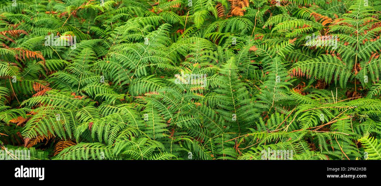 Vegetazione densa Vista delle foglie di Fern alla foresta sfondo testurizzato Foto Stock
