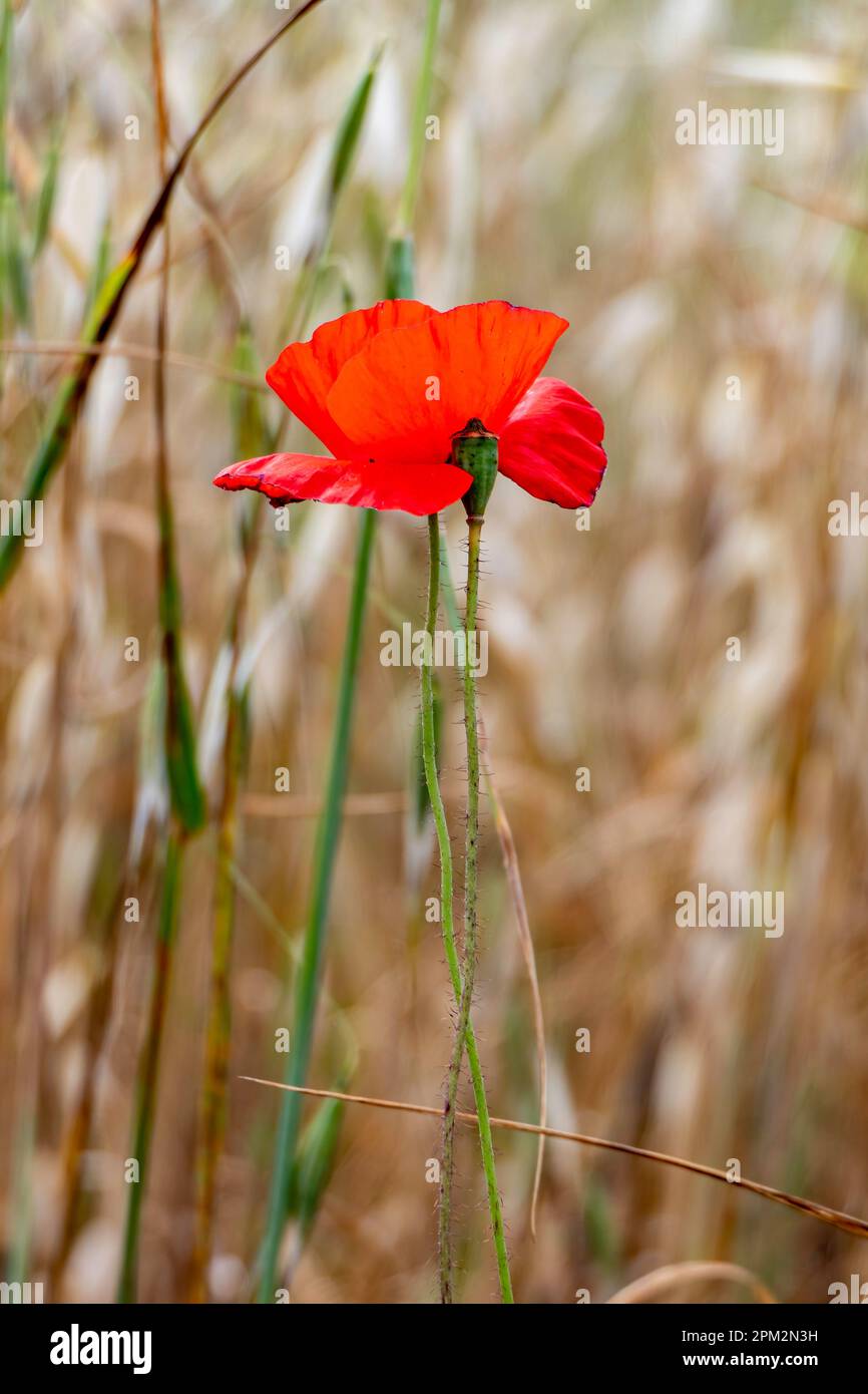 Fiori rossi di papaveri sullo sfondo di erba secca. messa a fuoco selettiva Foto Stock