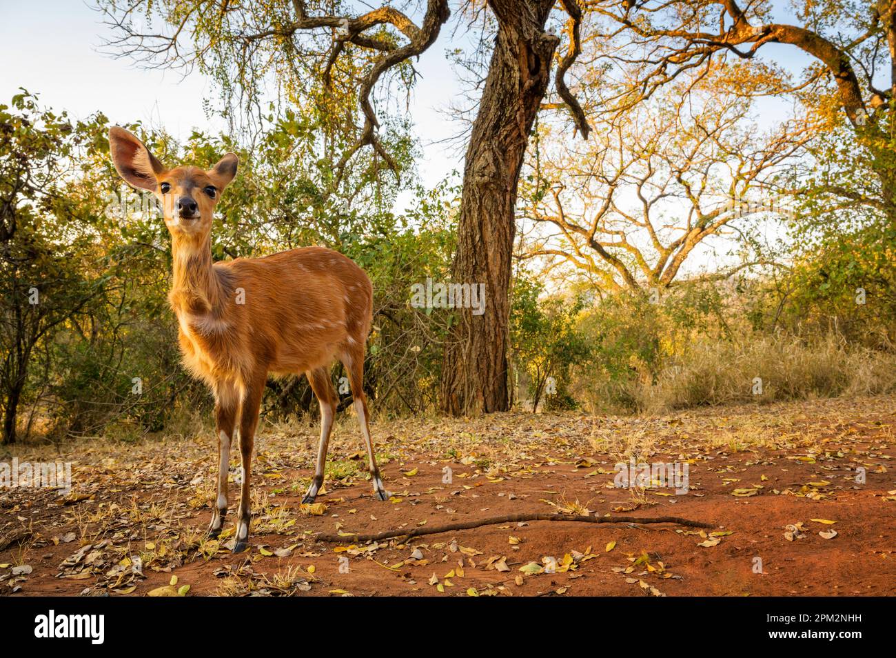 Bushbuck (Tragelaphus scriptus) camminando nel restcamp, guardando da vicino la macchina fotografica, il parco nazionale di Kruger, Sudafrica. Foto Stock