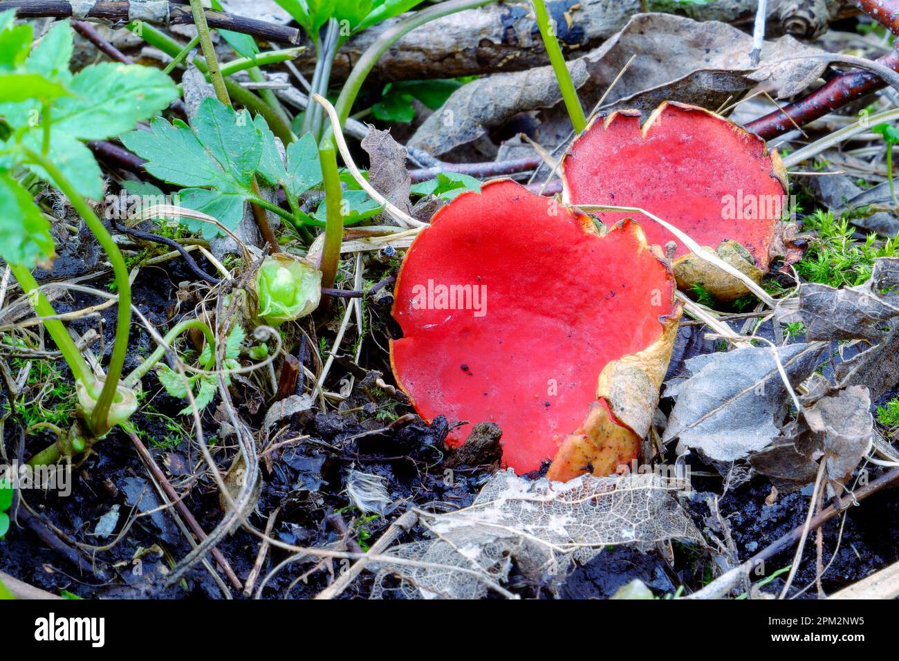 Scarlatto Elf Cup funghi. Fungo commestibile di primavera - Sarcoscopypha austriaca o Sarcoscopypha coccinea. Foto Stock