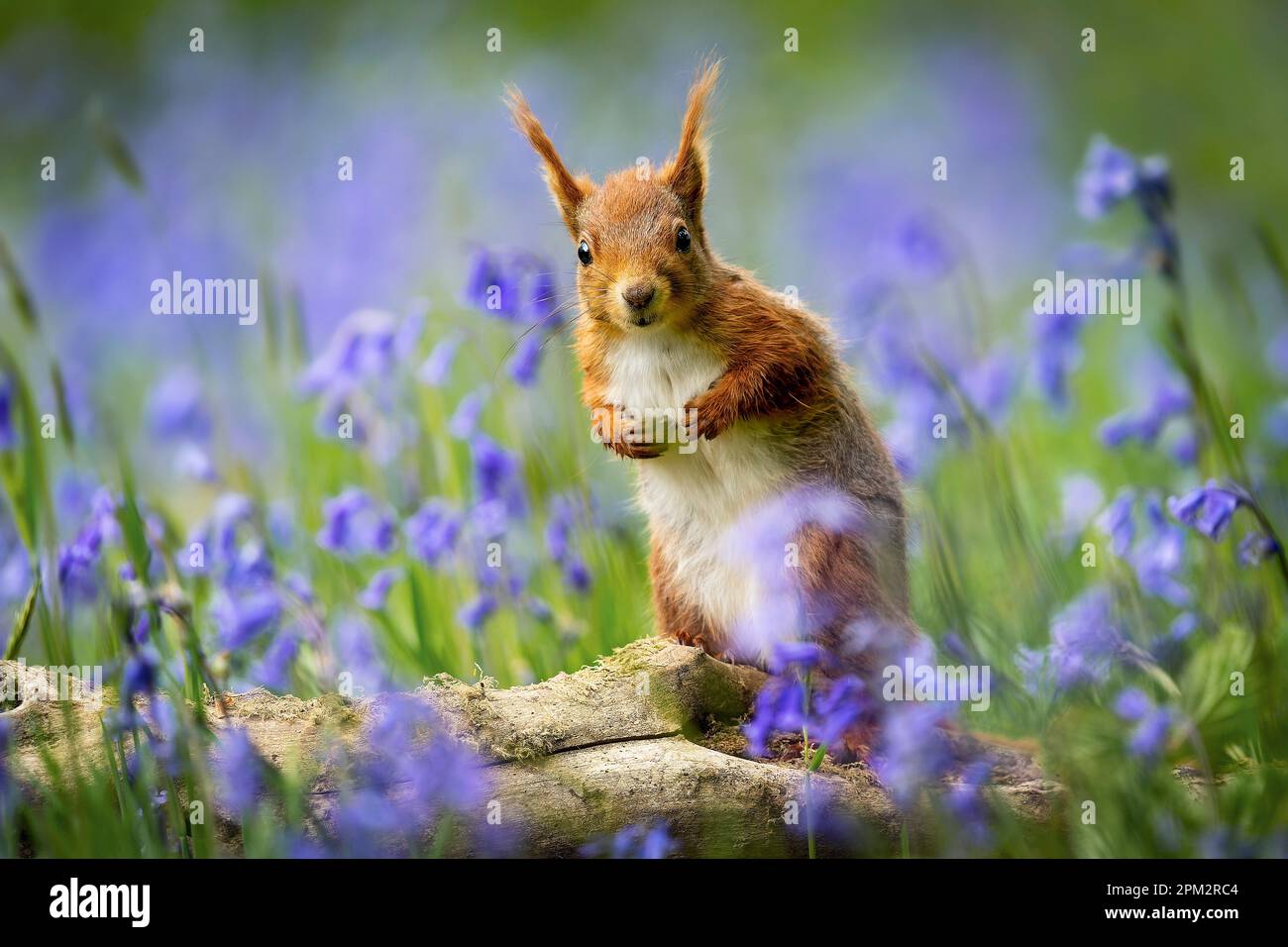 Sono state catturate splendide immagini di uno scoiattolo rosso che si gode la primavera esplorando un campo di splendide campane. Foto Stock