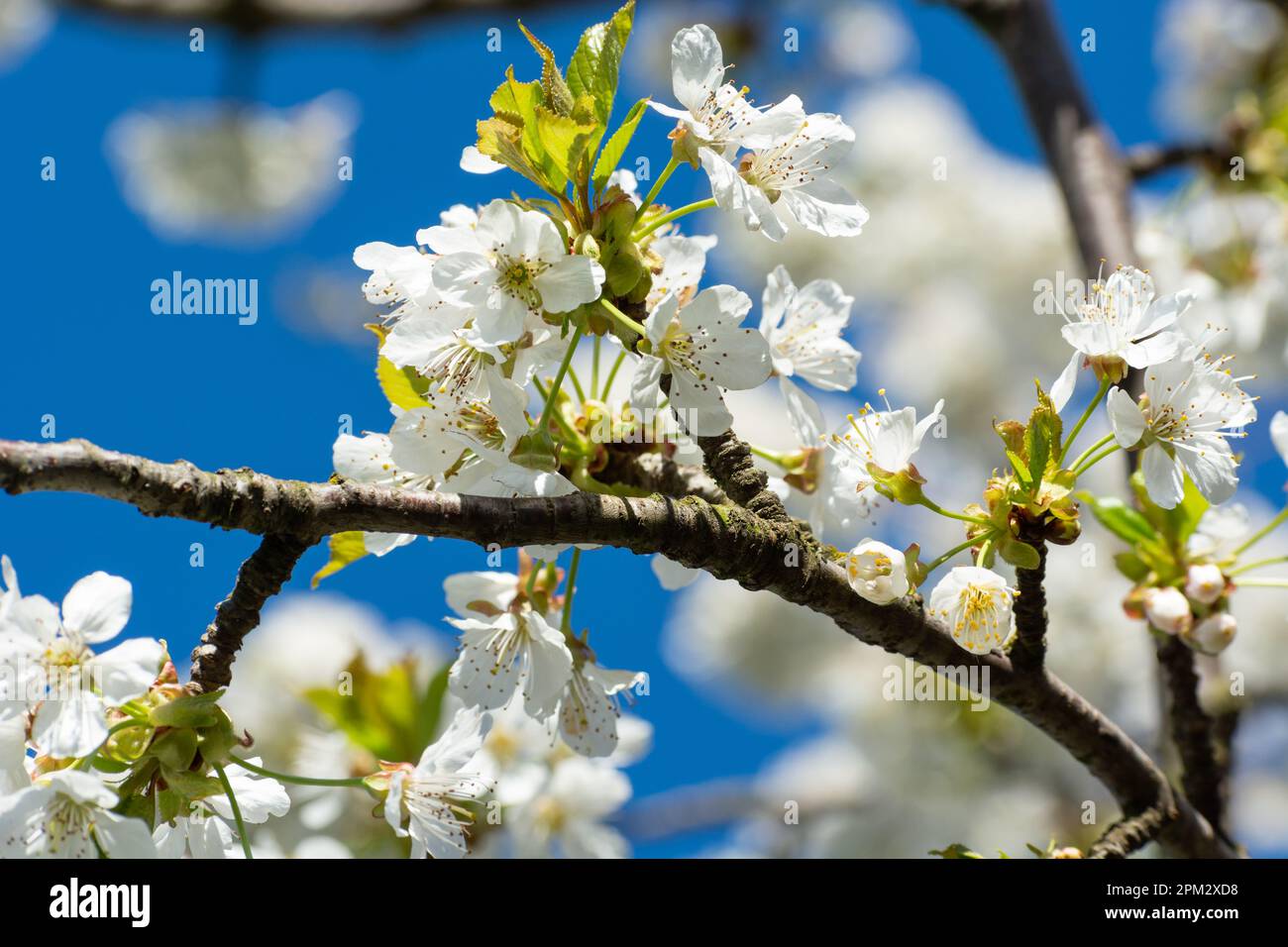 Un ramoscello con fiori bianchi su un albero di frutta di prugne di casa, giorno di primavera Foto Stock