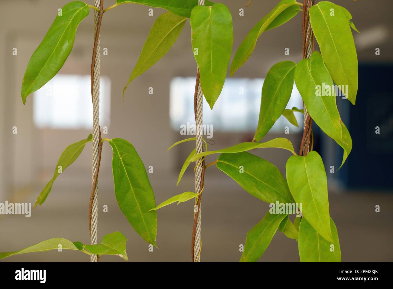 Un primo piano di una collezione di foglie arrotolate su una corda sottile come decorazione in una casa Foto Stock