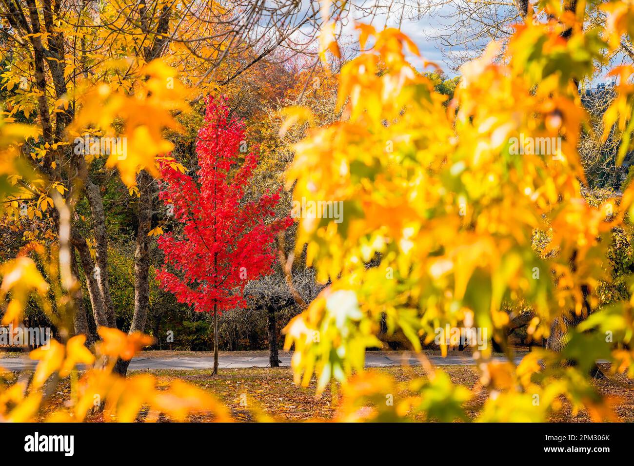 Parco pubblico del Monte Lofty in un giorno durante la stagione autunnale. Fuoco su albero rosso Foto Stock