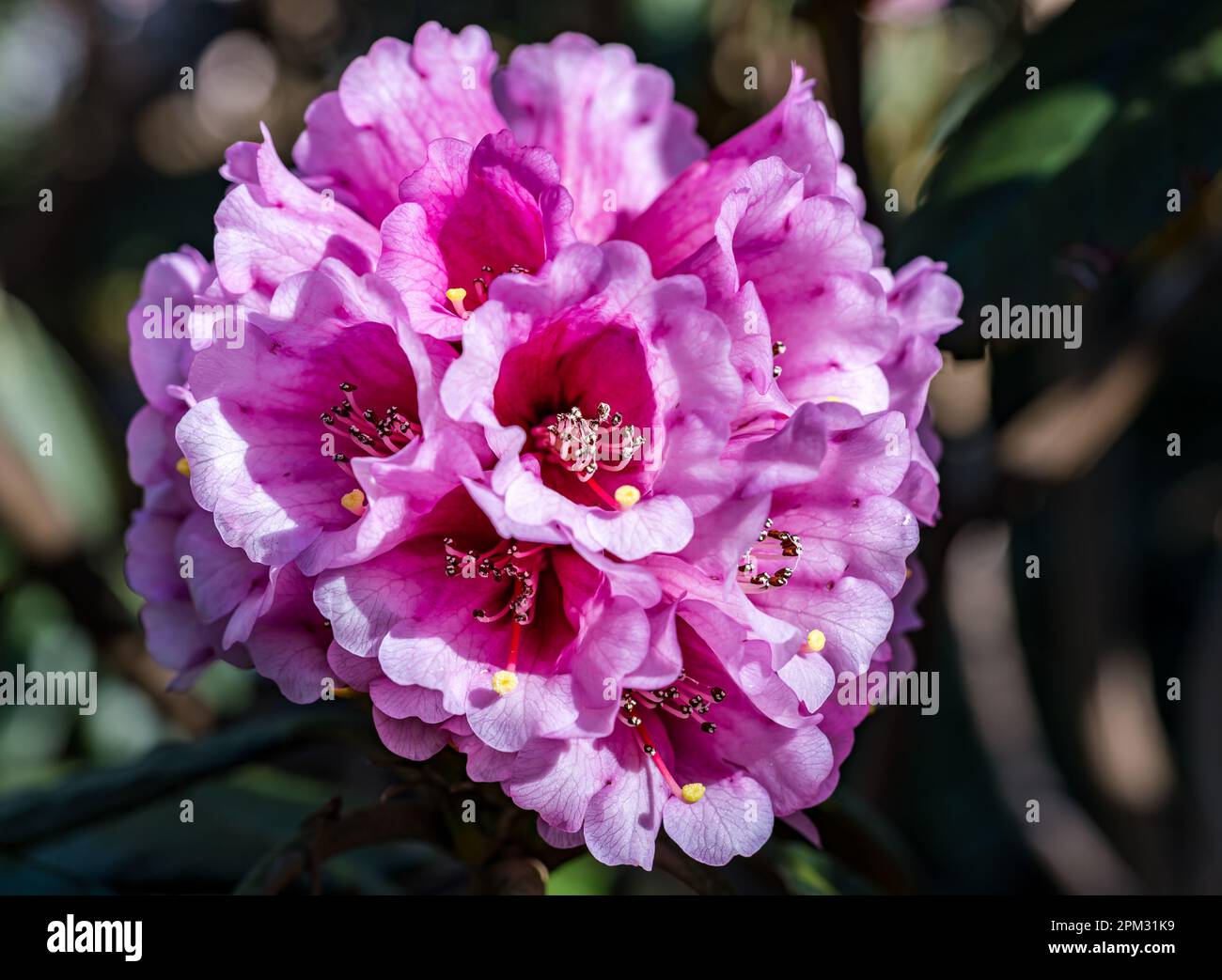 Primo piano di rododendro rosa o fiori azalei al sole, Royal Botanic Garden, Edimburgo, Scozia, Regno Unito Foto Stock