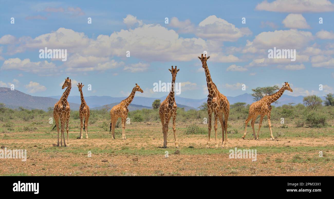 una torre di giraffe reticolate che si ergono insieme per guardare in allerta nella selvaggia savana delle sorgenti di bufalo, in kenya, con cielo e nuvole Foto Stock