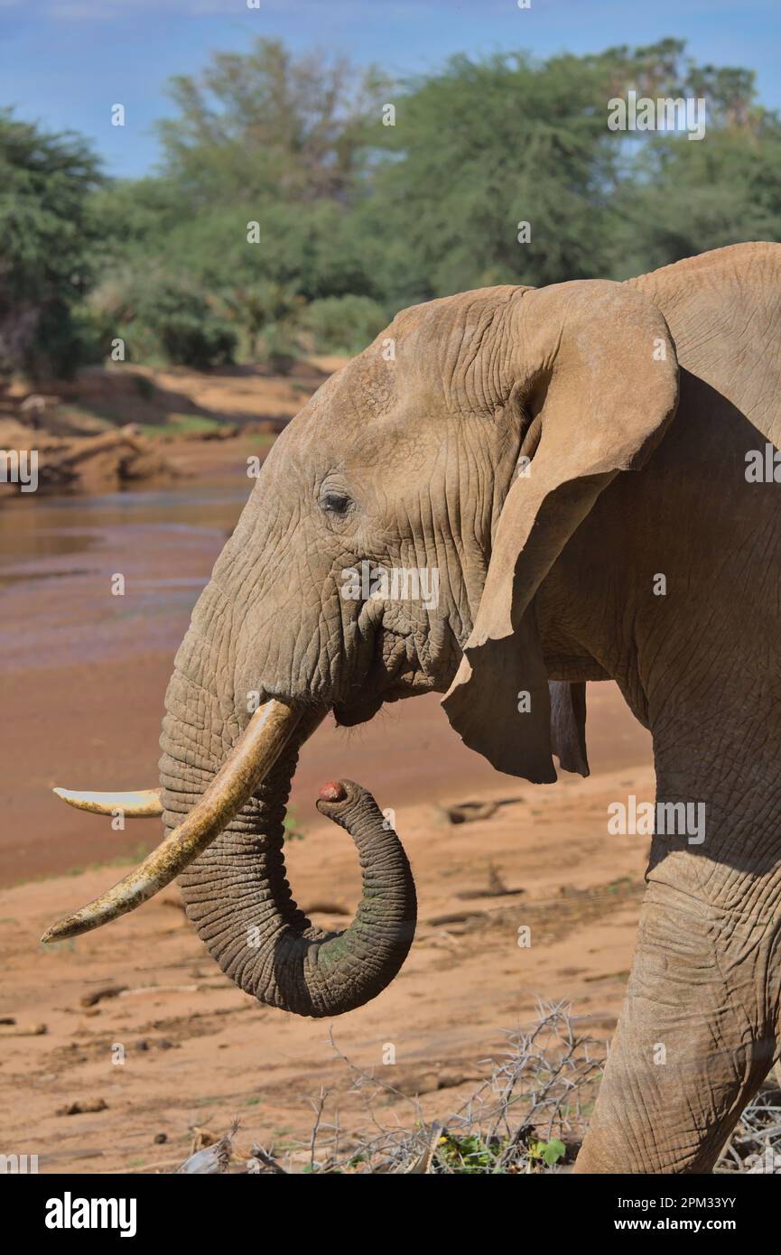 vista laterale dell'elefante africano che mangia una noce di palma con il suo tronco vicino al fiume ewaso nyiro nella riserva nazionale delle sorgenti di bufali selvatiche, kenya Foto Stock
