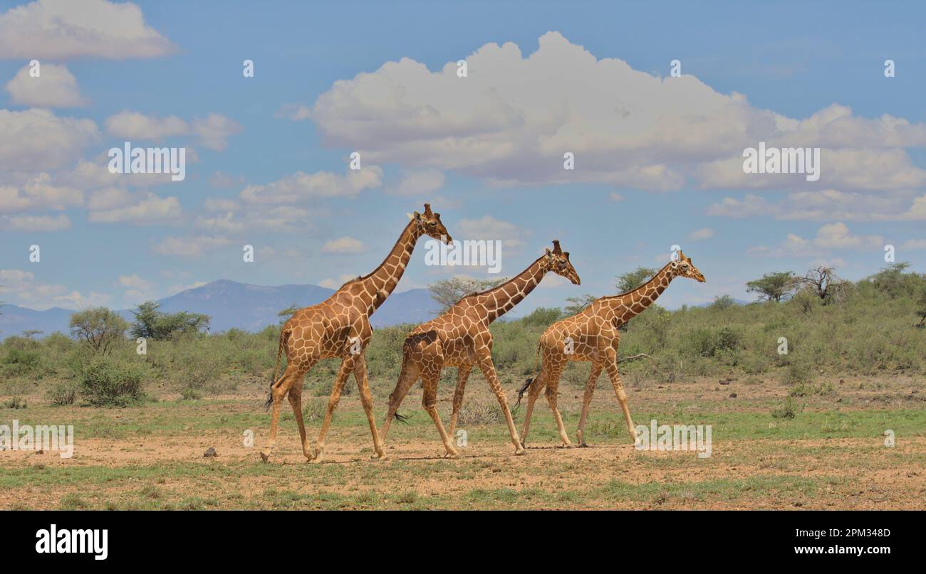 vista laterale di una torre di tre giraffe reticolari che camminano insieme nella selvaggia savana delle sorgenti di bufala national reserve, kenya Foto Stock