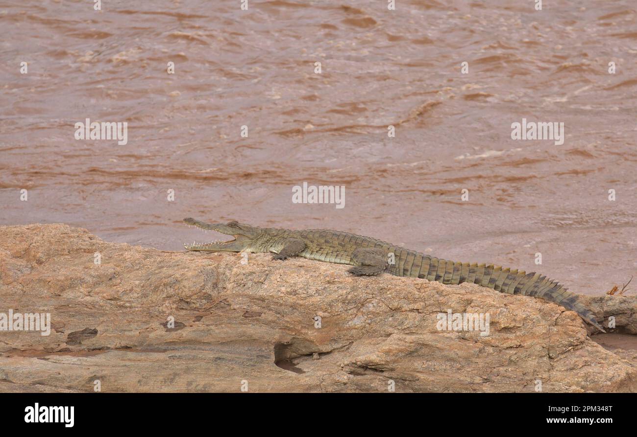 profilo laterale a tutta lunghezza del coccodrillo del nilo che riposa sulla roccia presso il fiume ewaso nyiro nella riserva nazionale delle sorgenti di bufalo, in kenya Foto Stock