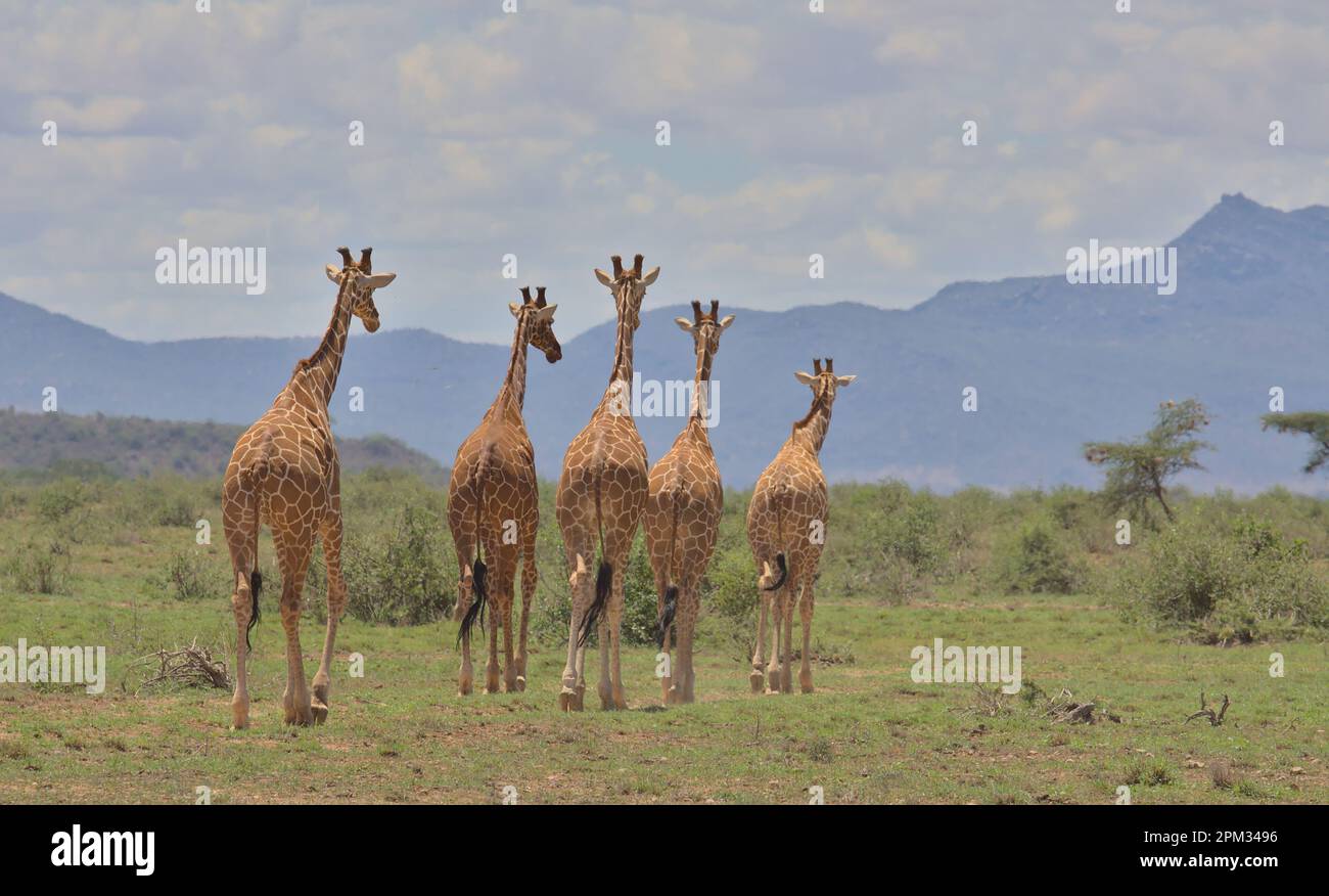 una torre di giraffe reticolari che camminano insieme in un'unica fila con le loro spalle che mostrano nella selvaggia savana delle sorgenti di bufala national reserve, k Foto Stock