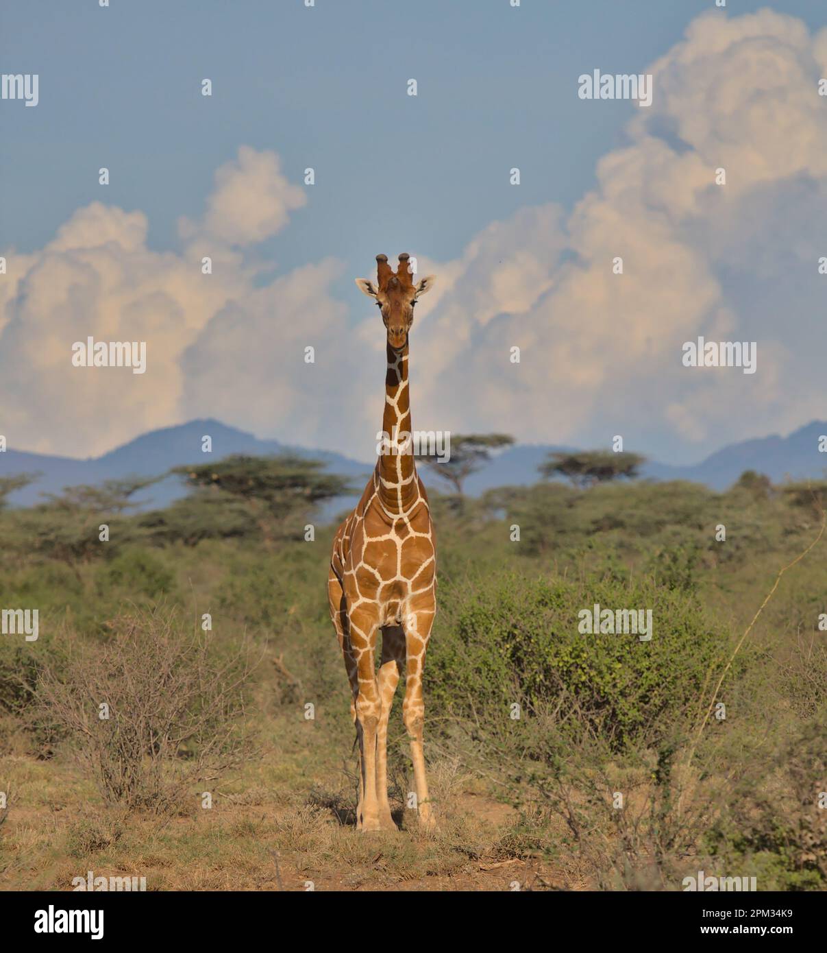 vista frontale completa di una singola giraffa reticolare in piedi allerta con le nuvole e lo sfondo del cielo nella riserva nazionale delle sorgenti di bufali selvatiche, kenya Foto Stock vista frontale completa di una singola giraffa reticolare in piedi allerta con le nuvole e lo sfondo del cielo nella riserva nazionale delle sorgenti di bufali selvatiche, kenya Foto Stock