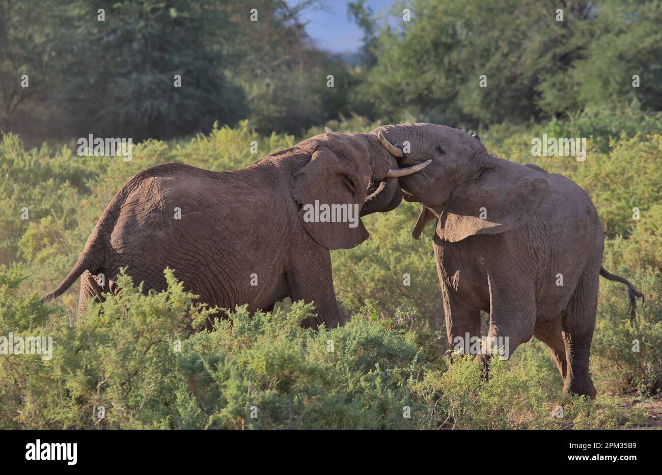 giovani elefanti africani maschi che sparano per testare la forza e il dominio impegnato in headlock nella savana selvaggia delle sorgenti di bufala riserva nazionale, ken Foto Stock