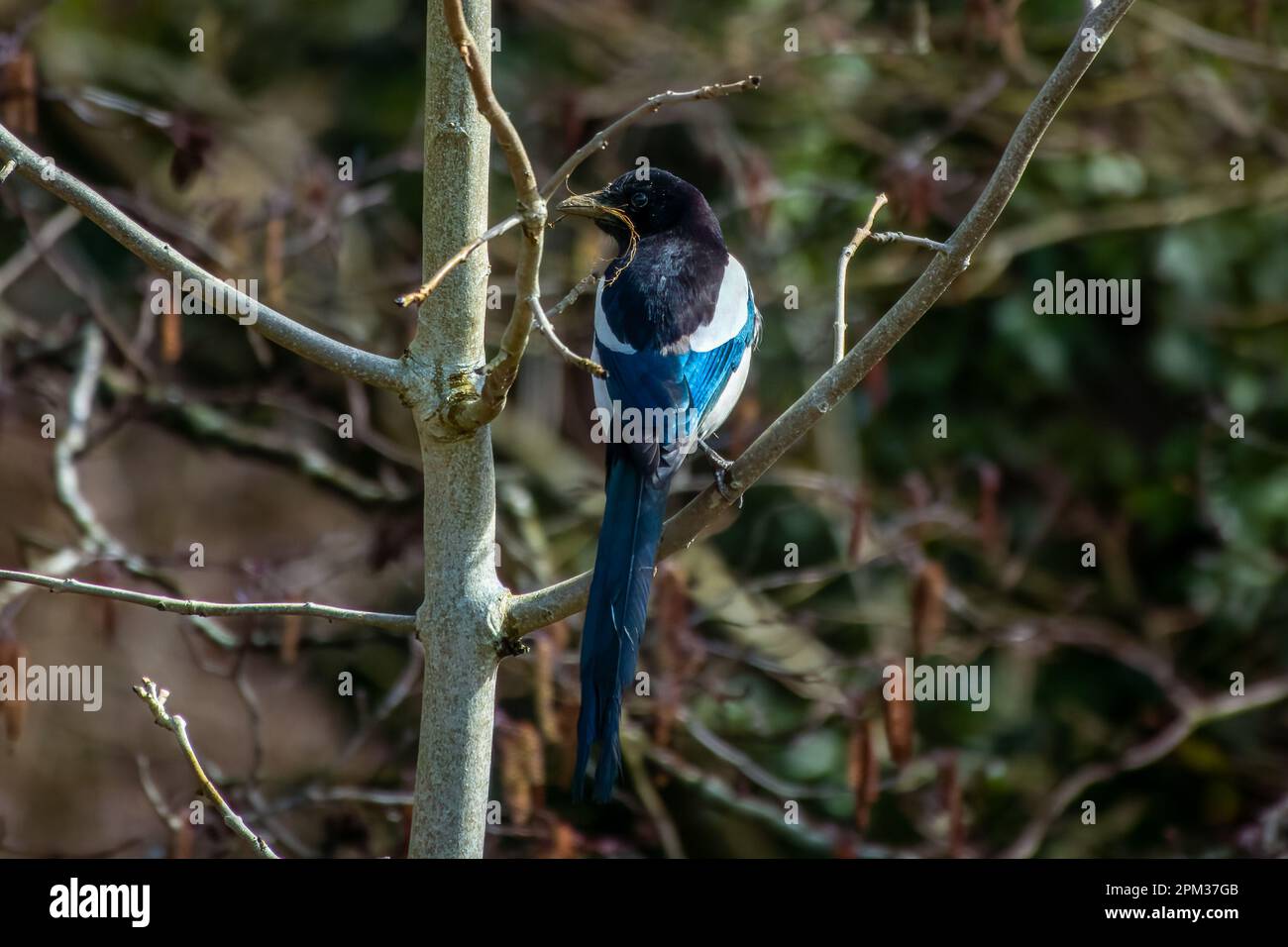 Magpie arroccato in un albero con ramoscello nel suo becco che si prepara a fare un nido Foto Stock