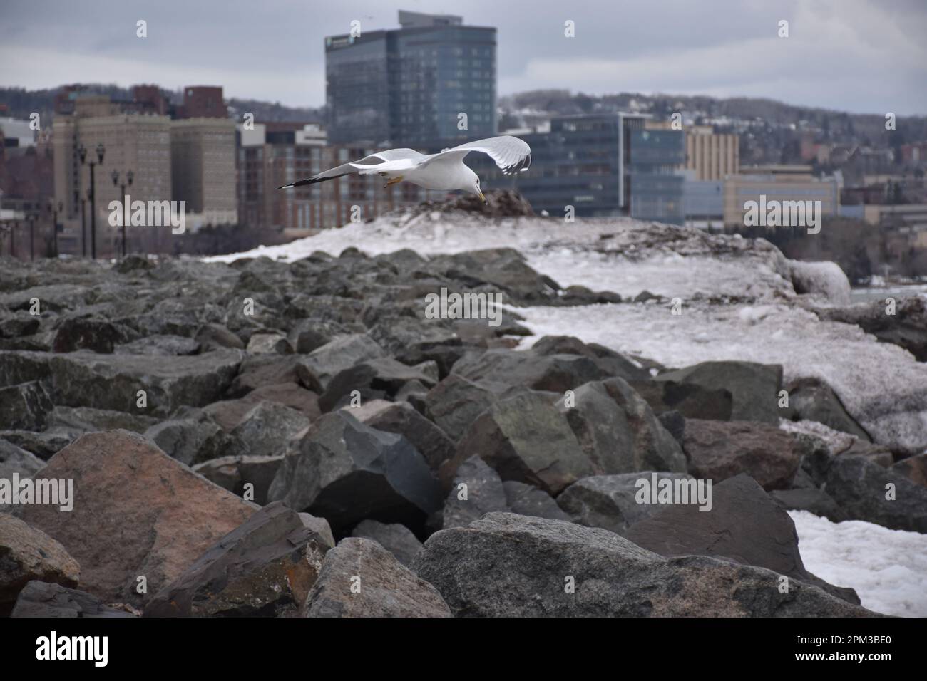 Seagull in Canal Park Foto Stock