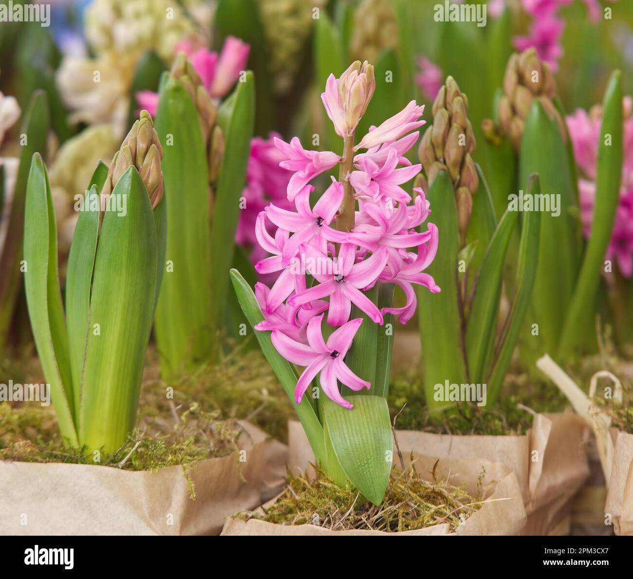 Piante di giacinto, piante di fiore di hyacinthus orientalis esposto in stand fiorista al mercato di strada degli agricoltori, nessuna gente, nessuna intelligenza artificiale. Foto Stock