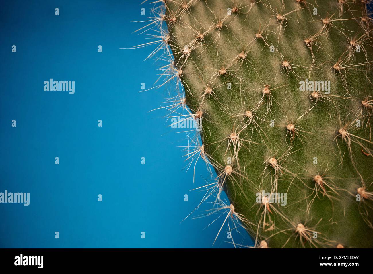 Vista macro sulla bellissima foglia di cactus sotto la luce di fronte allo sfondo blu. Naturale, cactus, pianta domestica Foto Stock